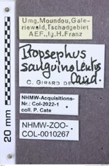 Etiketten zu Propsephus macrophthalmus (NHMW-ZOO-COL-0010267)